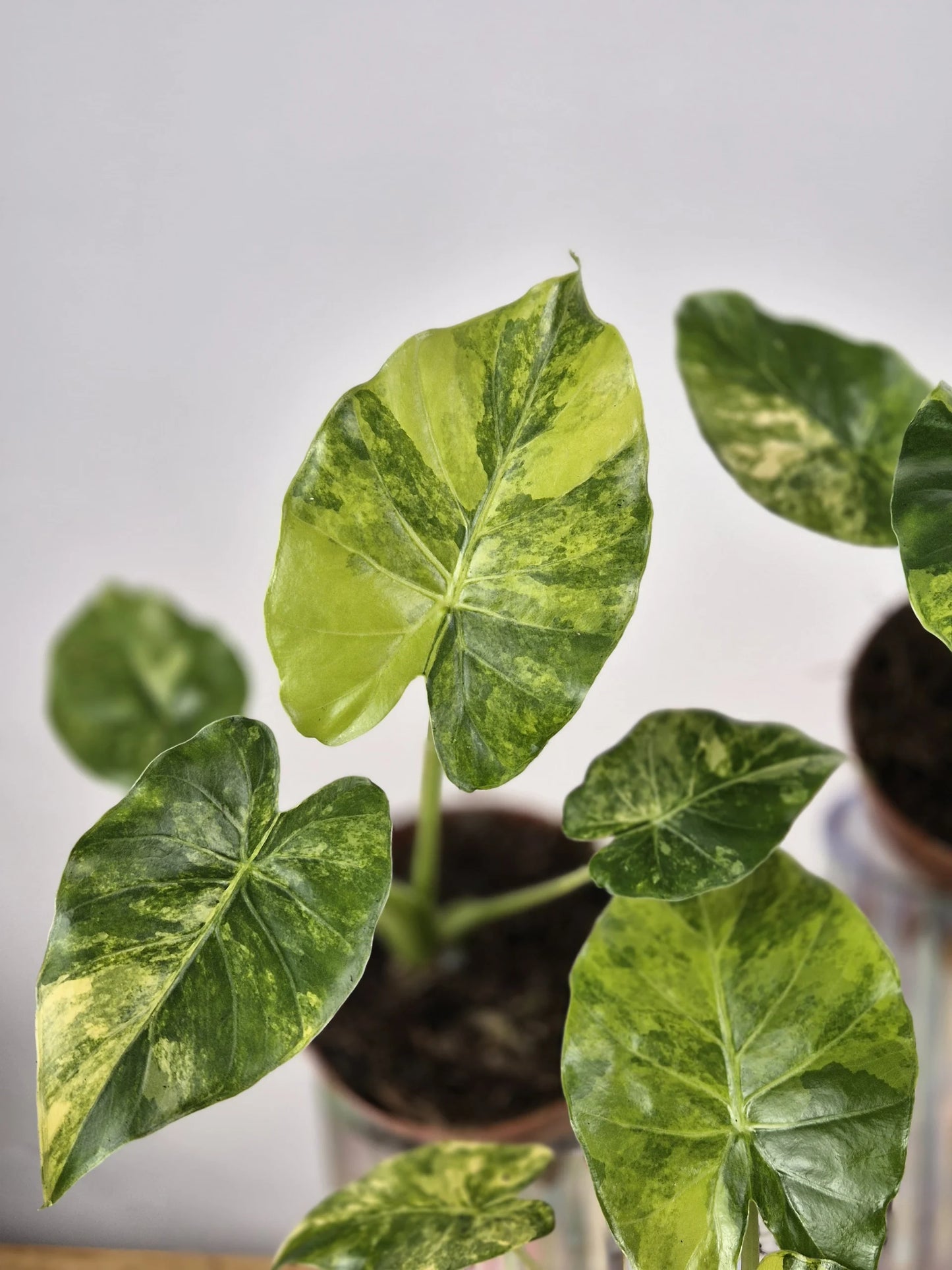 Alocasia gageana 'aurea'