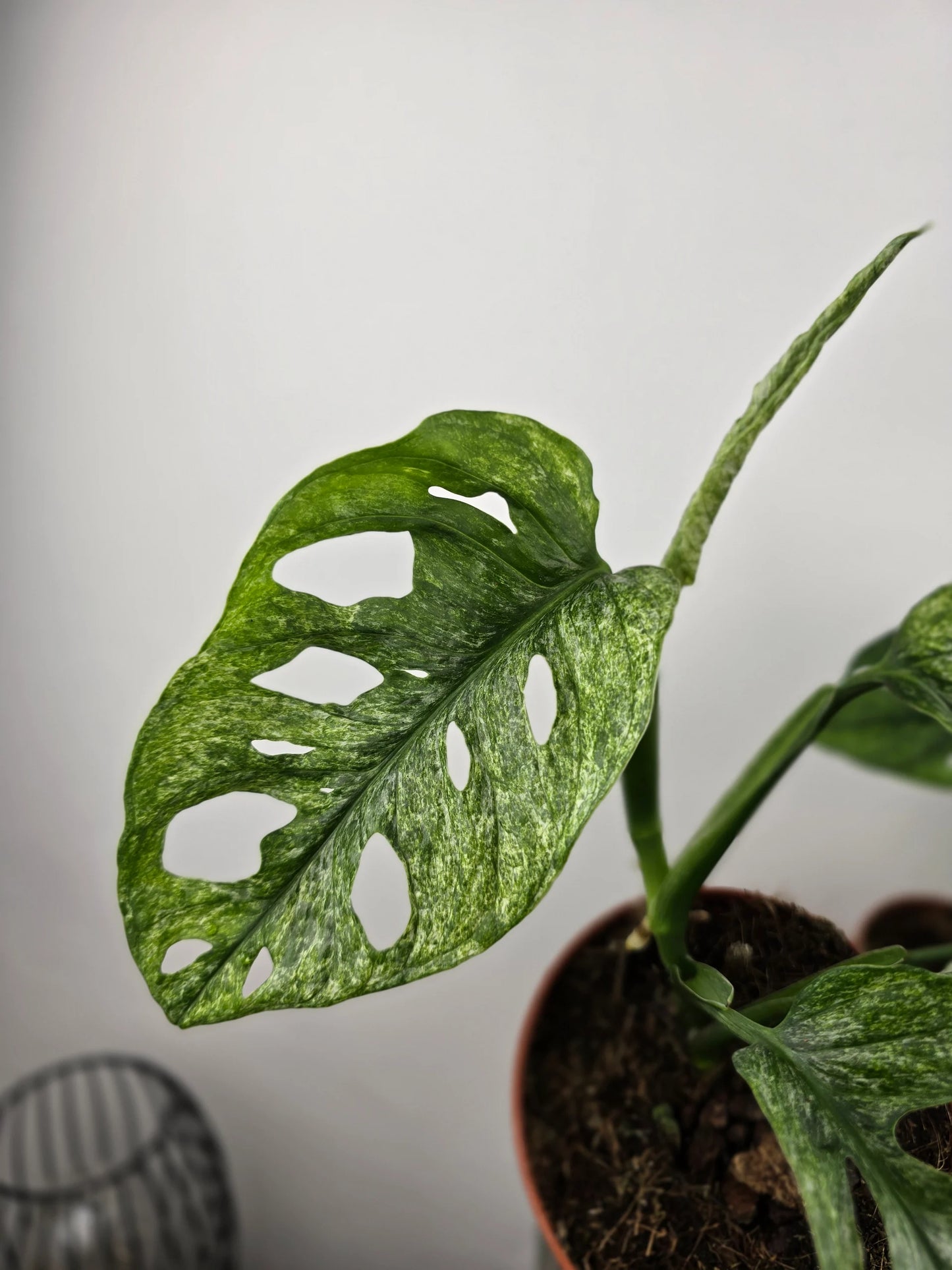 Monstera adansonii Mint