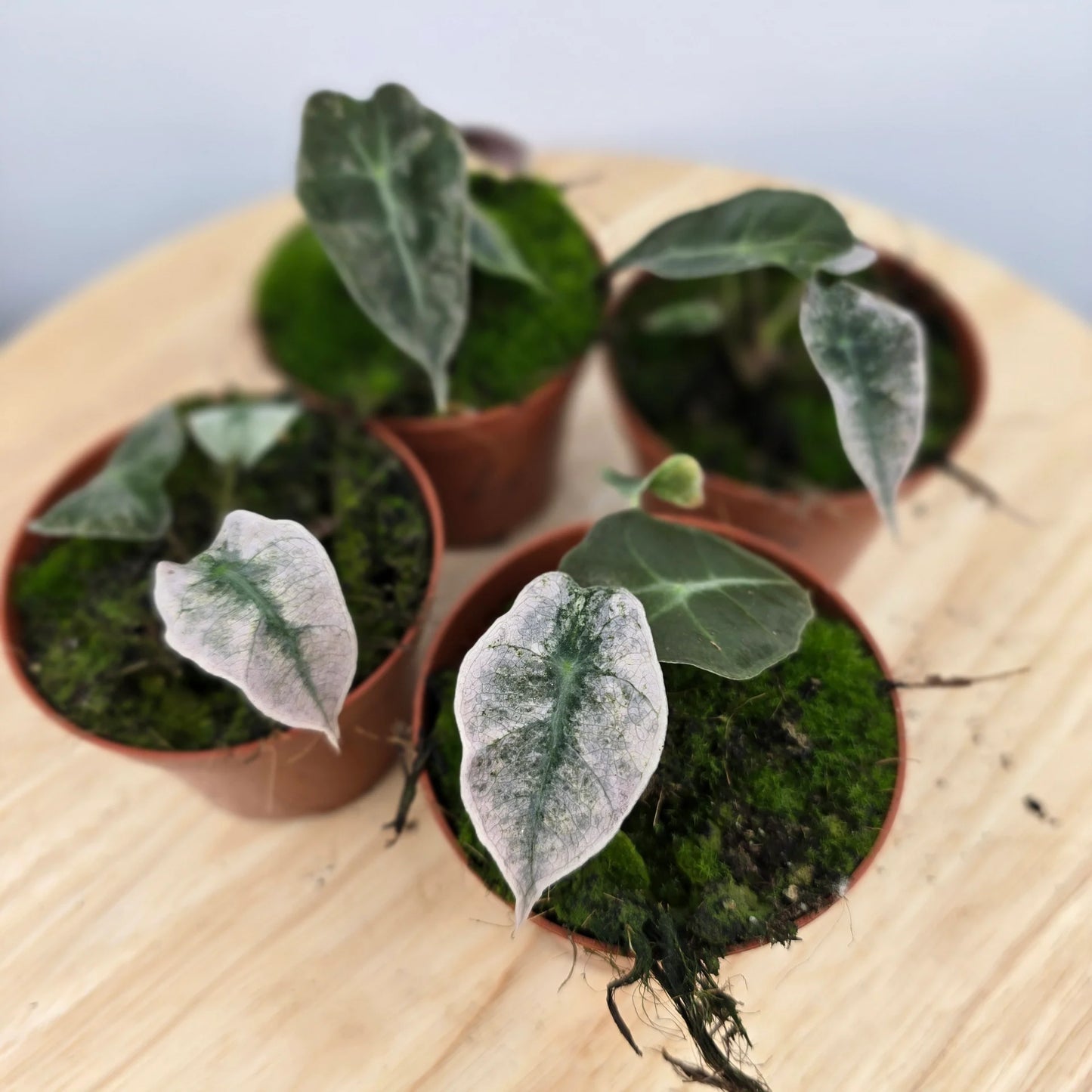Alocasia Polly variegata