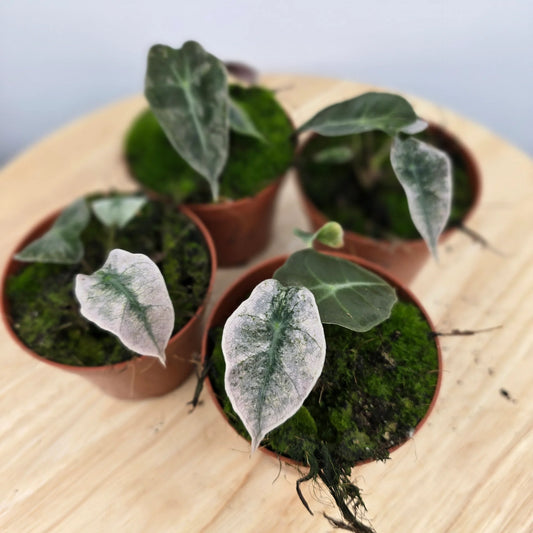 Alocasia Polly variegata
