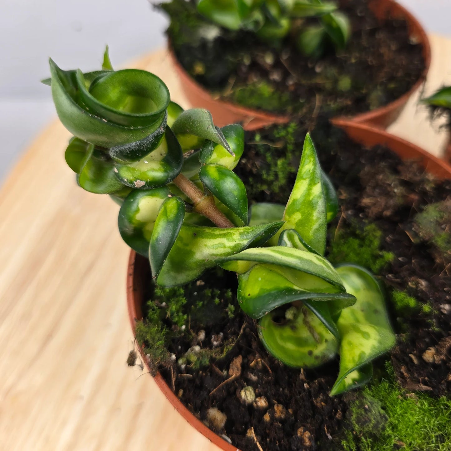Hoya carnosa Compacta 'Mauna Loa'