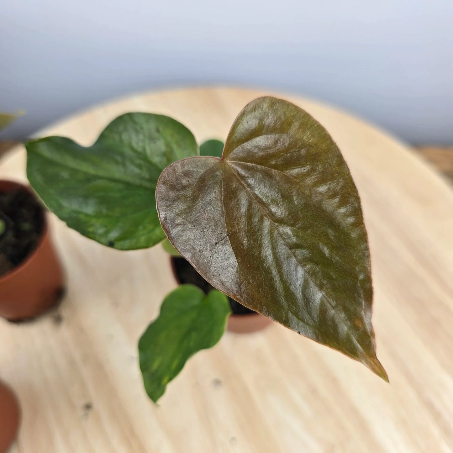 Anthurium 'Red Beauty'