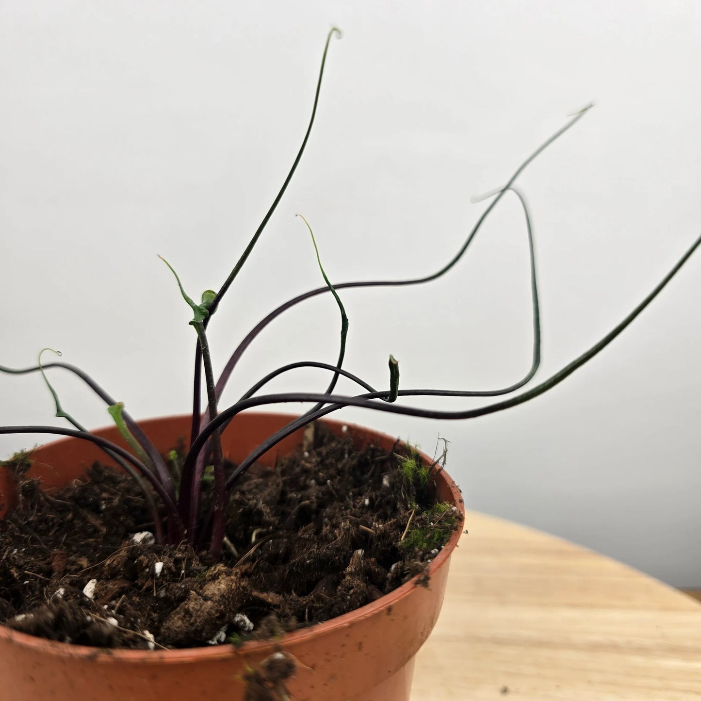 Alocasia plumbea 'Flying Squid'