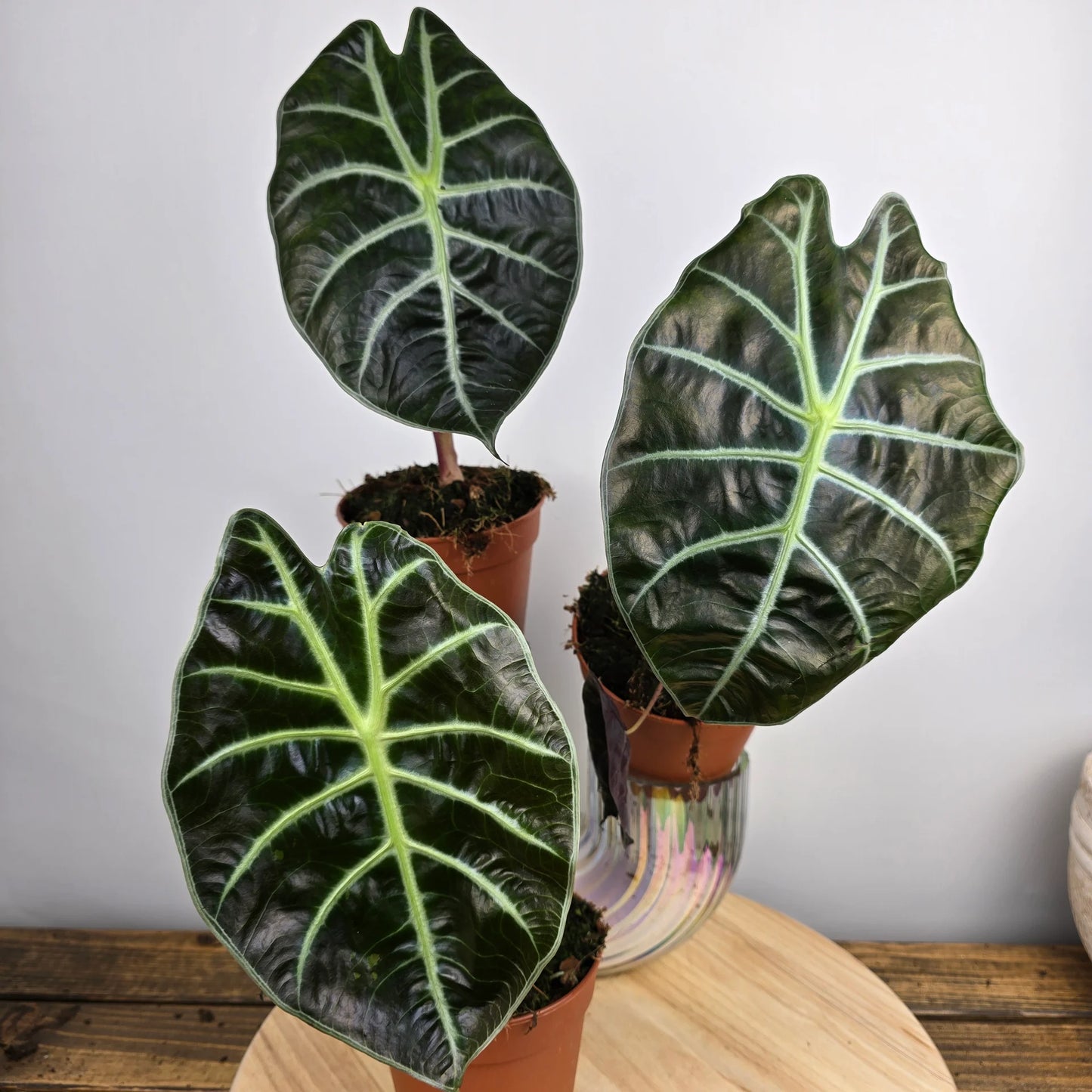 Alocasia suhirmaniana 'Red Petiole'