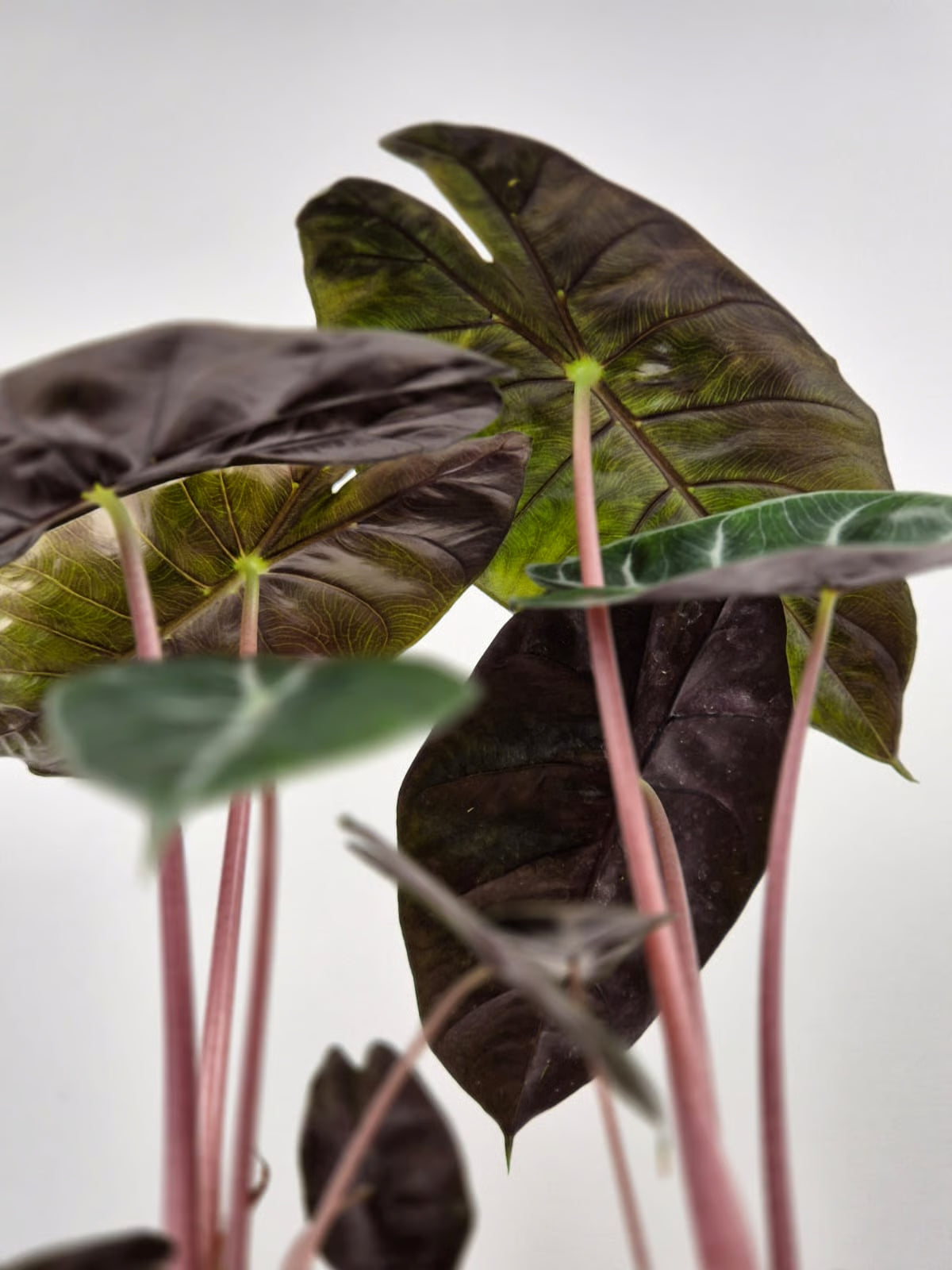 Alocasia 'Pink Dragon'