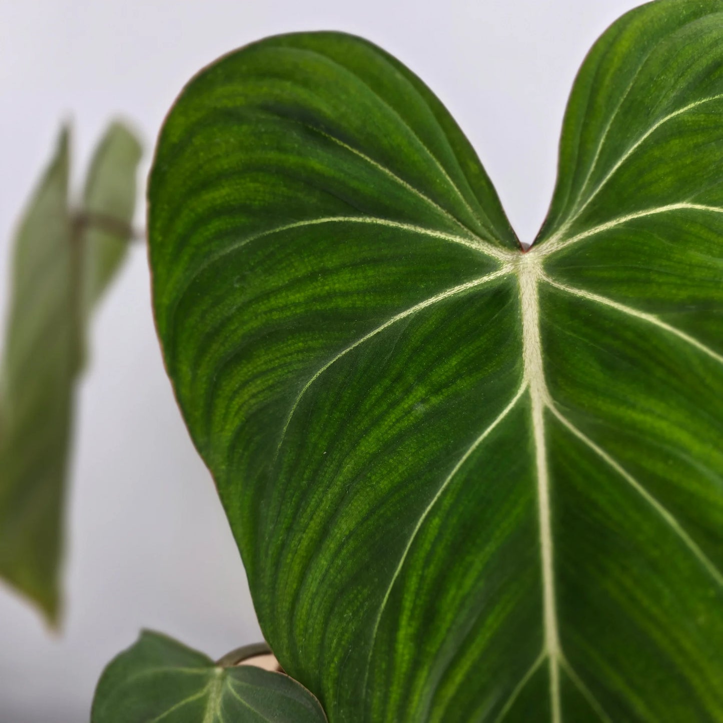 Philodendron Gloriosum