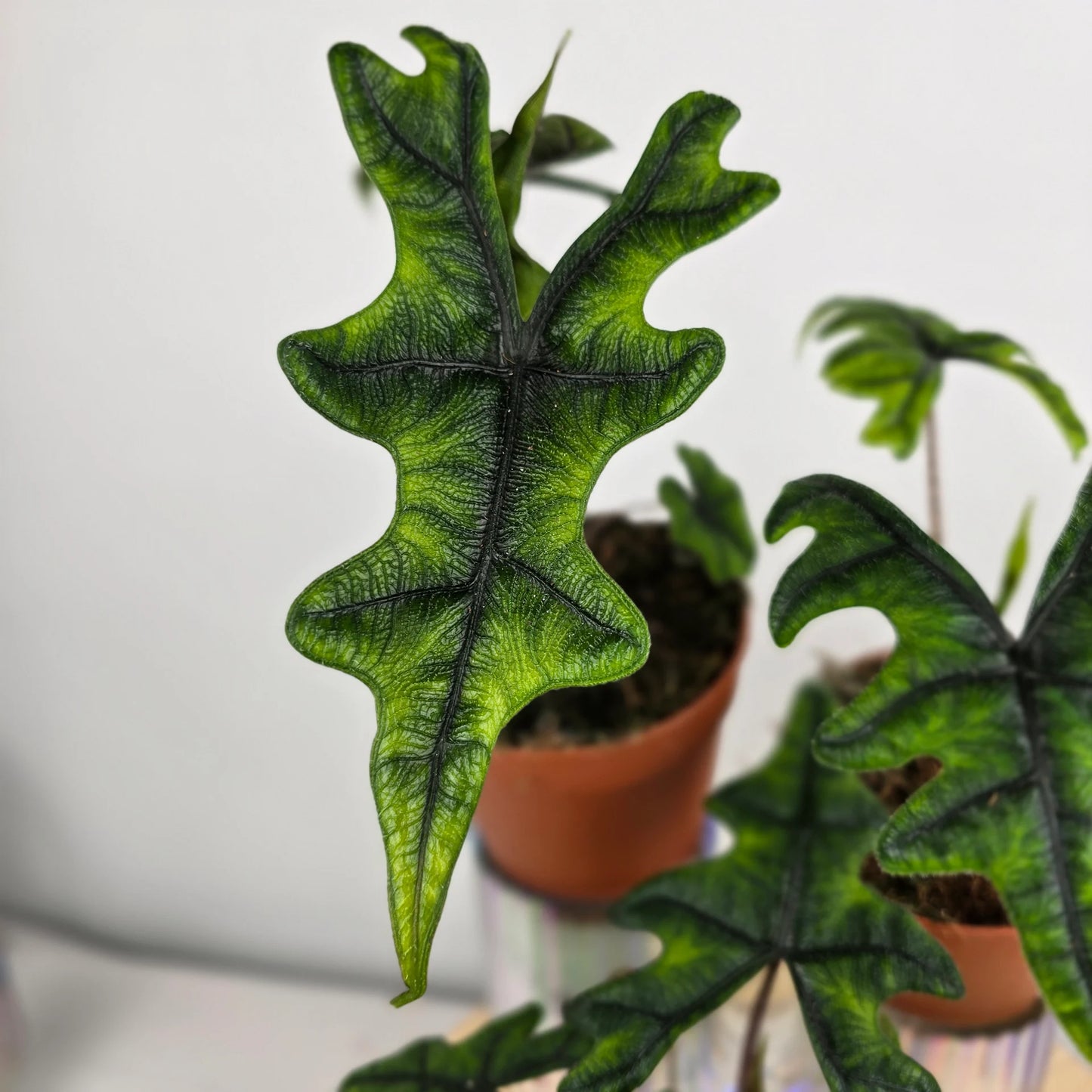 Alocasia Jacklyn