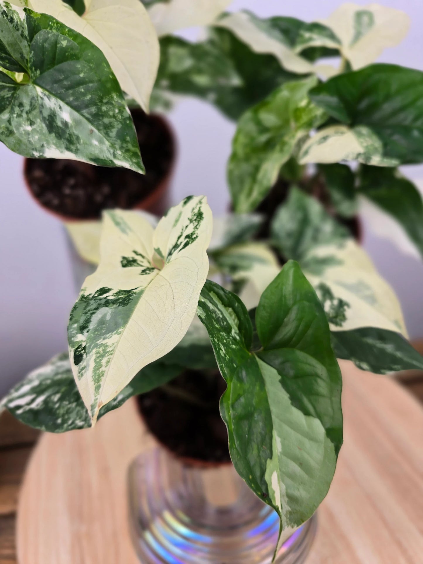 Syngonium podophyllum 'albo variegata'
