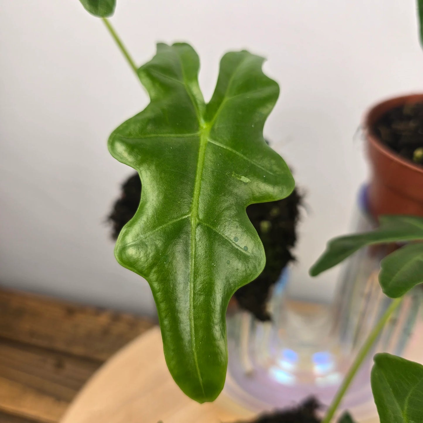 Alocasia Portei