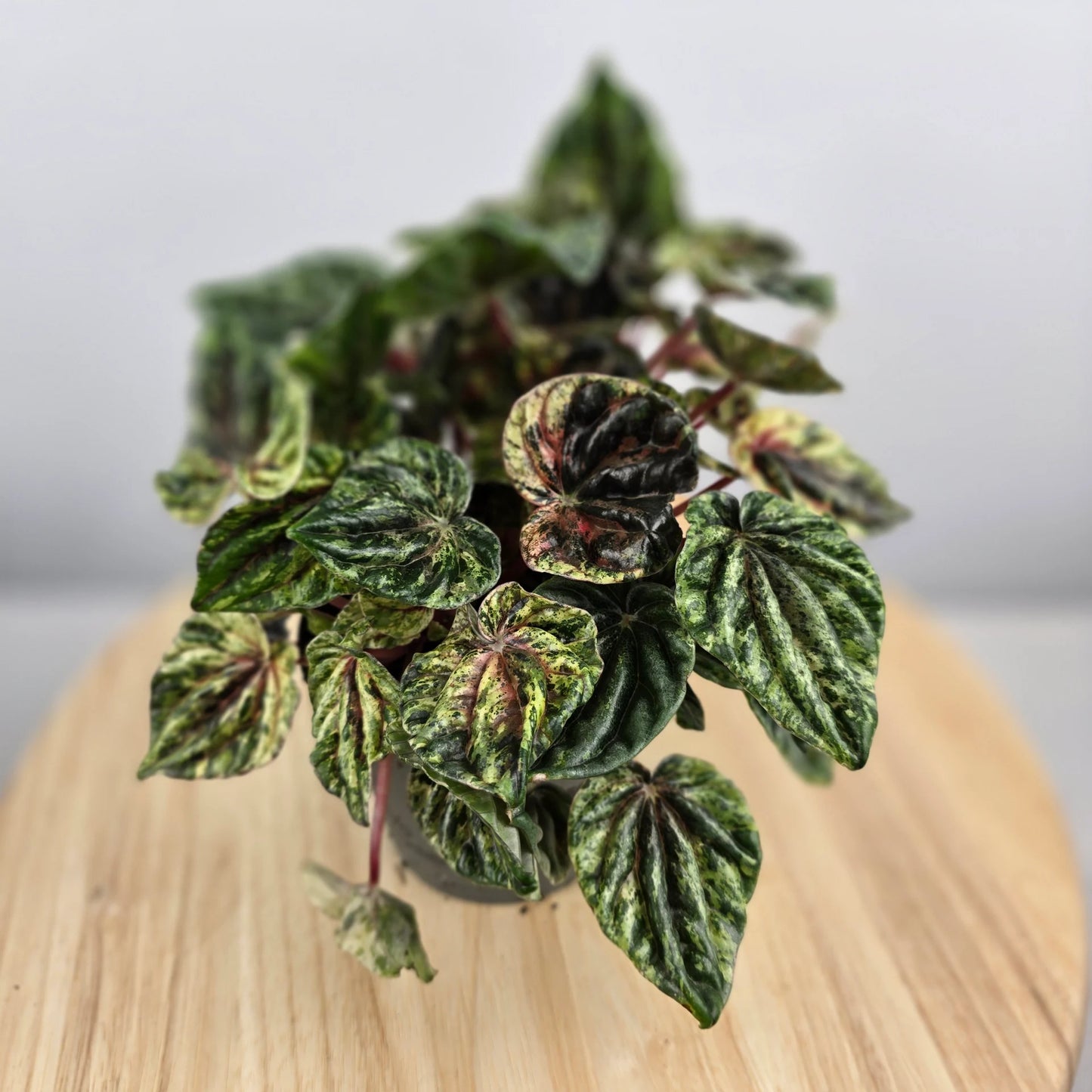 Peperomia caperata 'Buenos Aires'