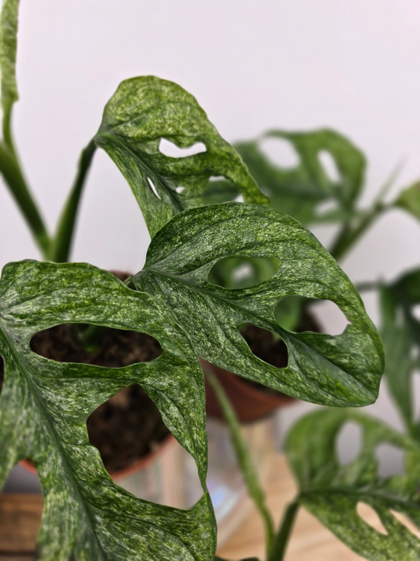 Monstera adansonii Mint