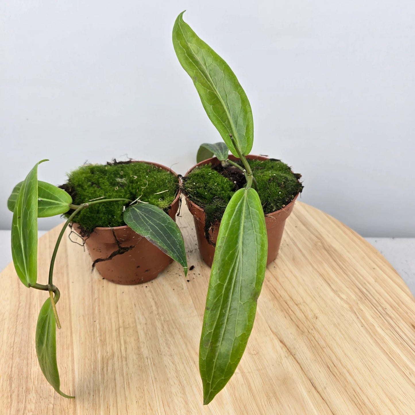Hoya soligamiana