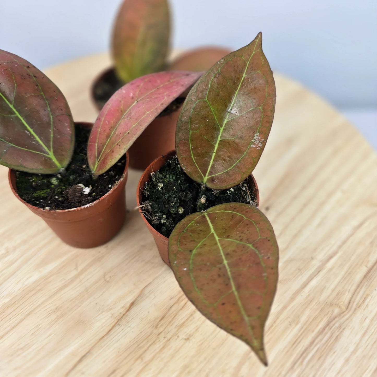 Hoya Tequlia Sunrise