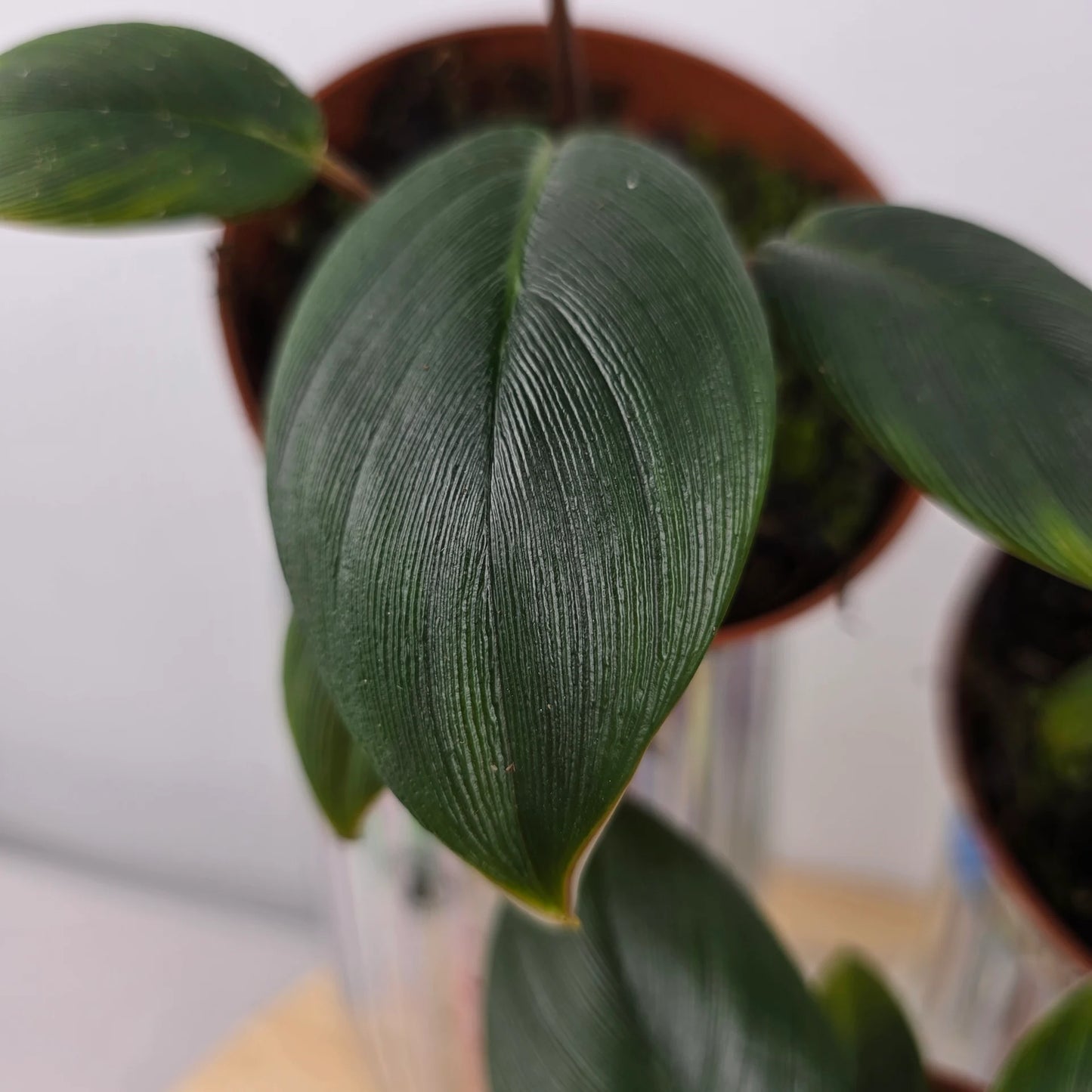 Homalomena wallisii 'Red Sumatra'