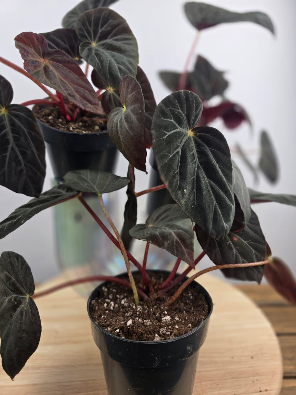 Begonia Burkillii 'Dark Form'