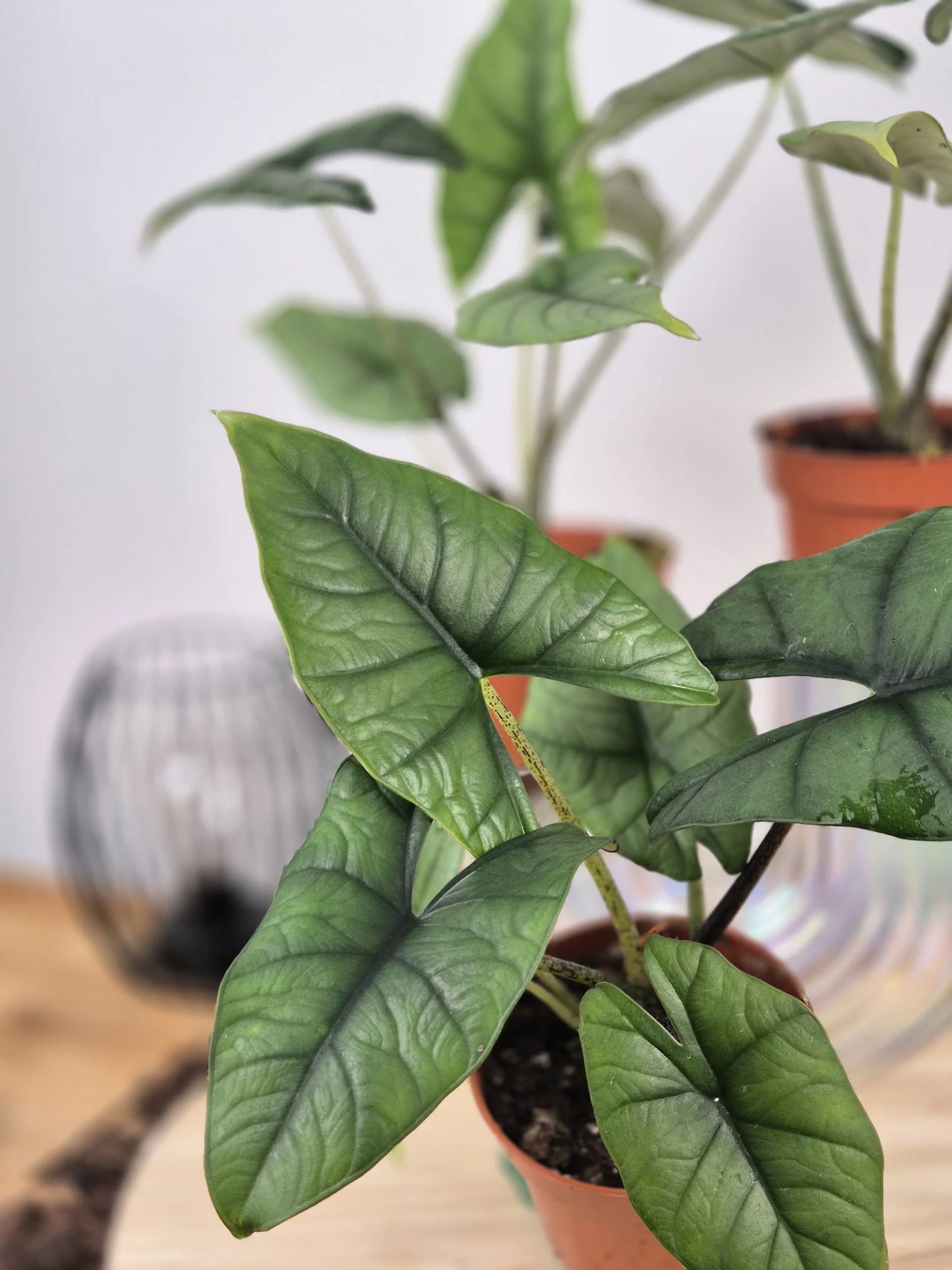 Alocasia Bisma 'Silver'