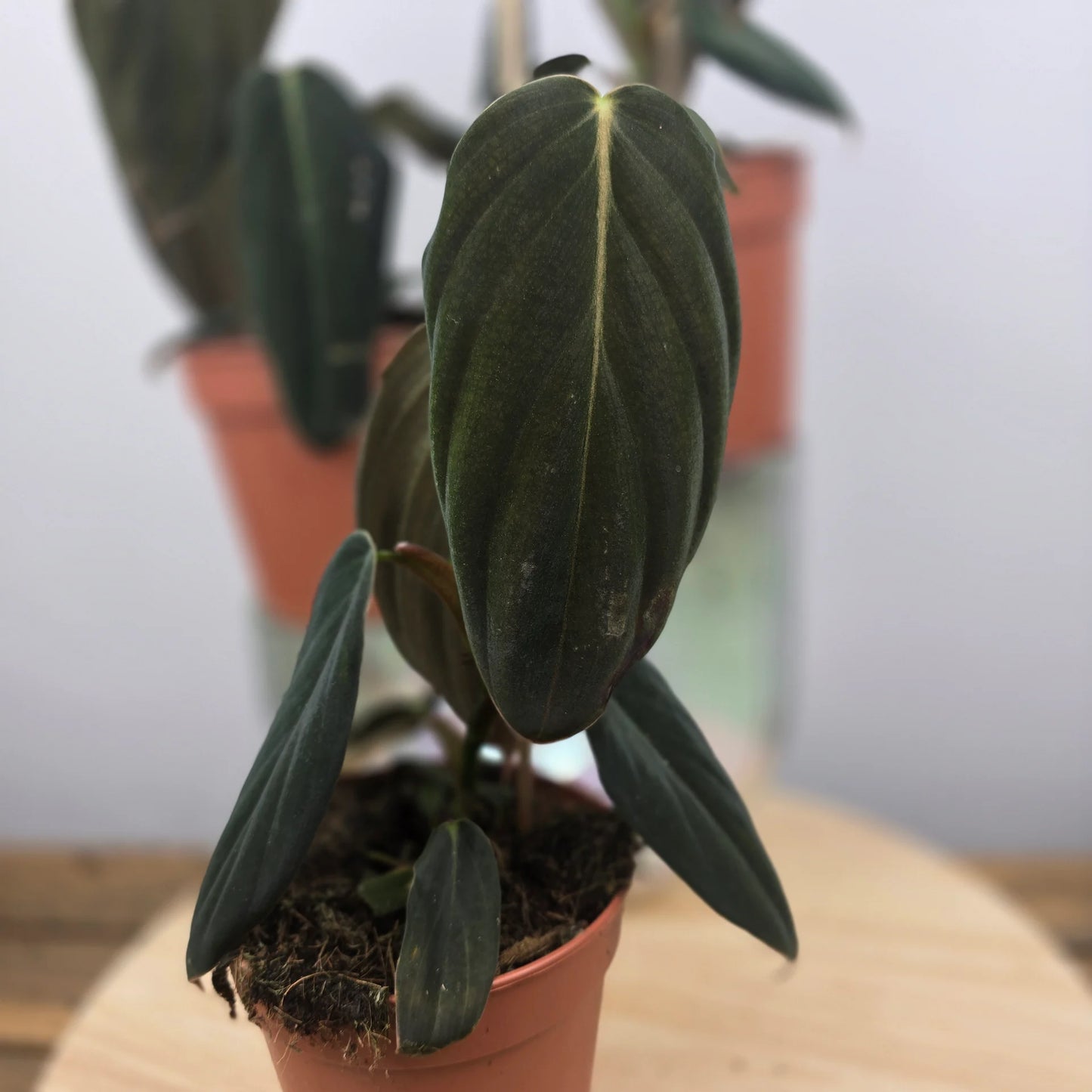 Philodendron gigas