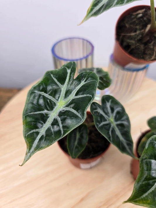 Alocasia Mandalay