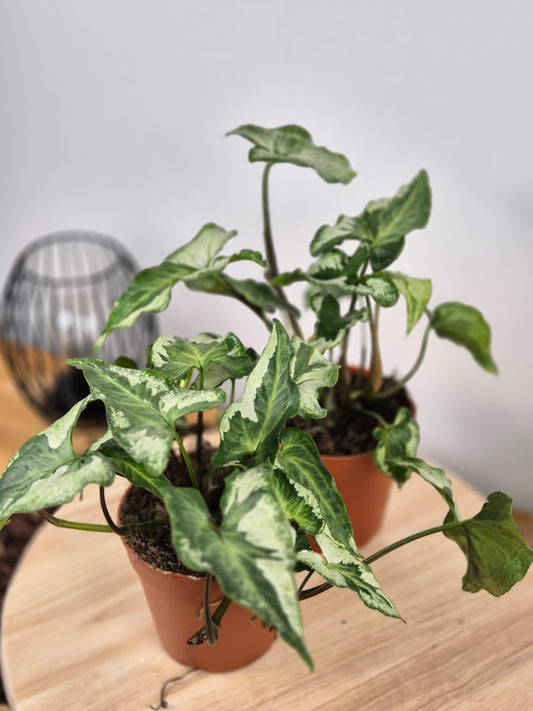 Syngonium 'Three Kings'