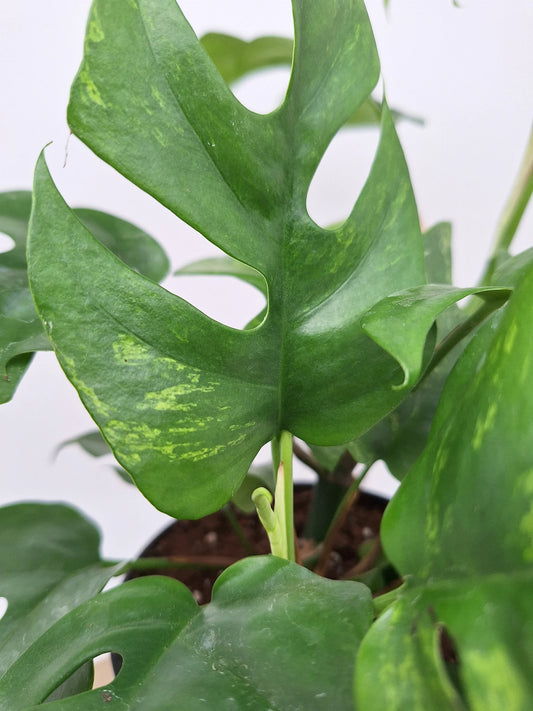 Rhaphidophora tetrasperma 'mint variegata'