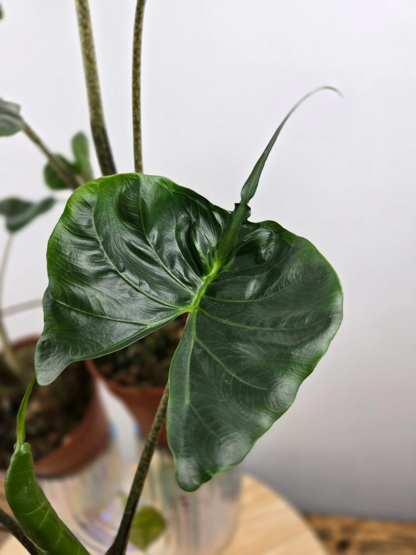Alocasia Stingray