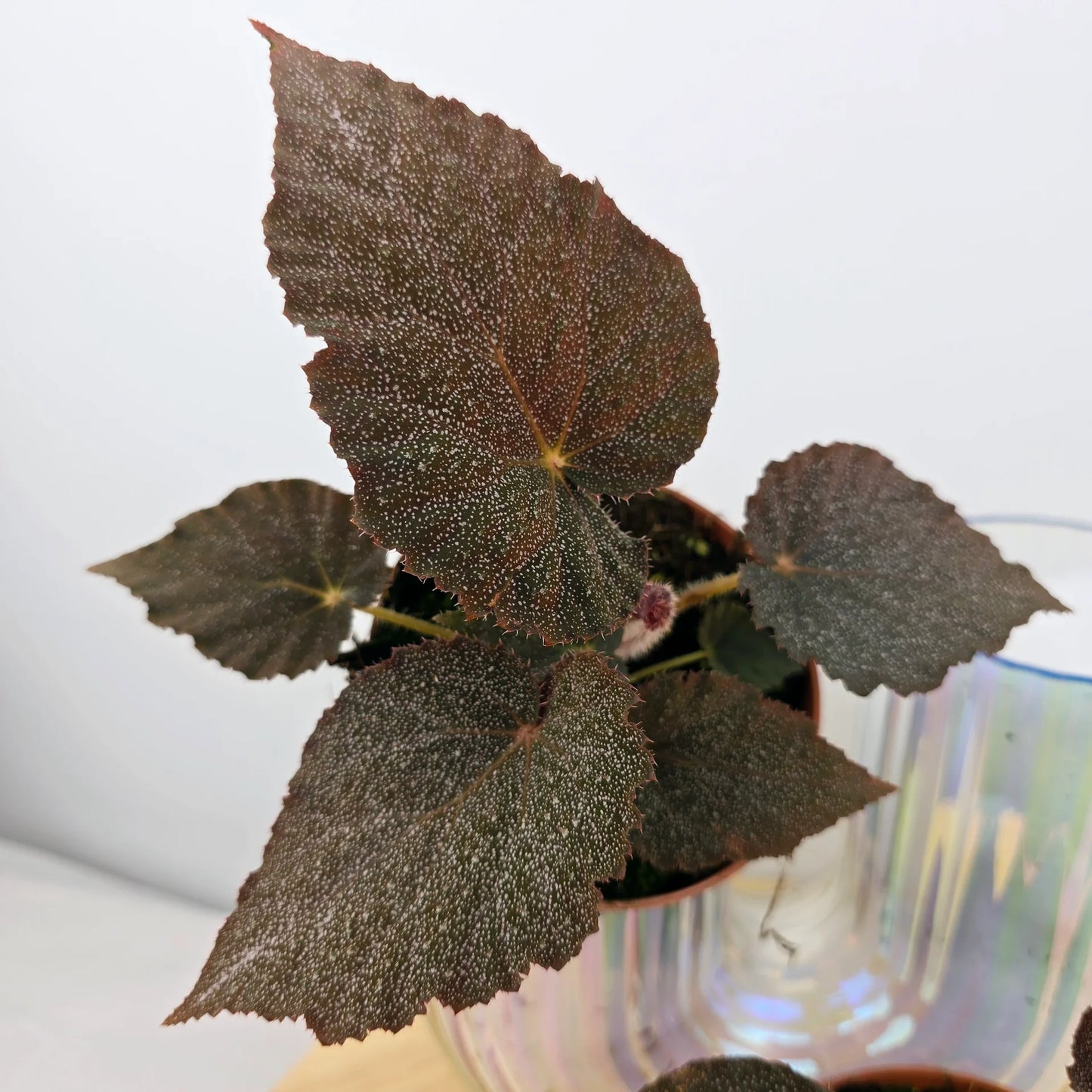 Begonia 'Taconite'