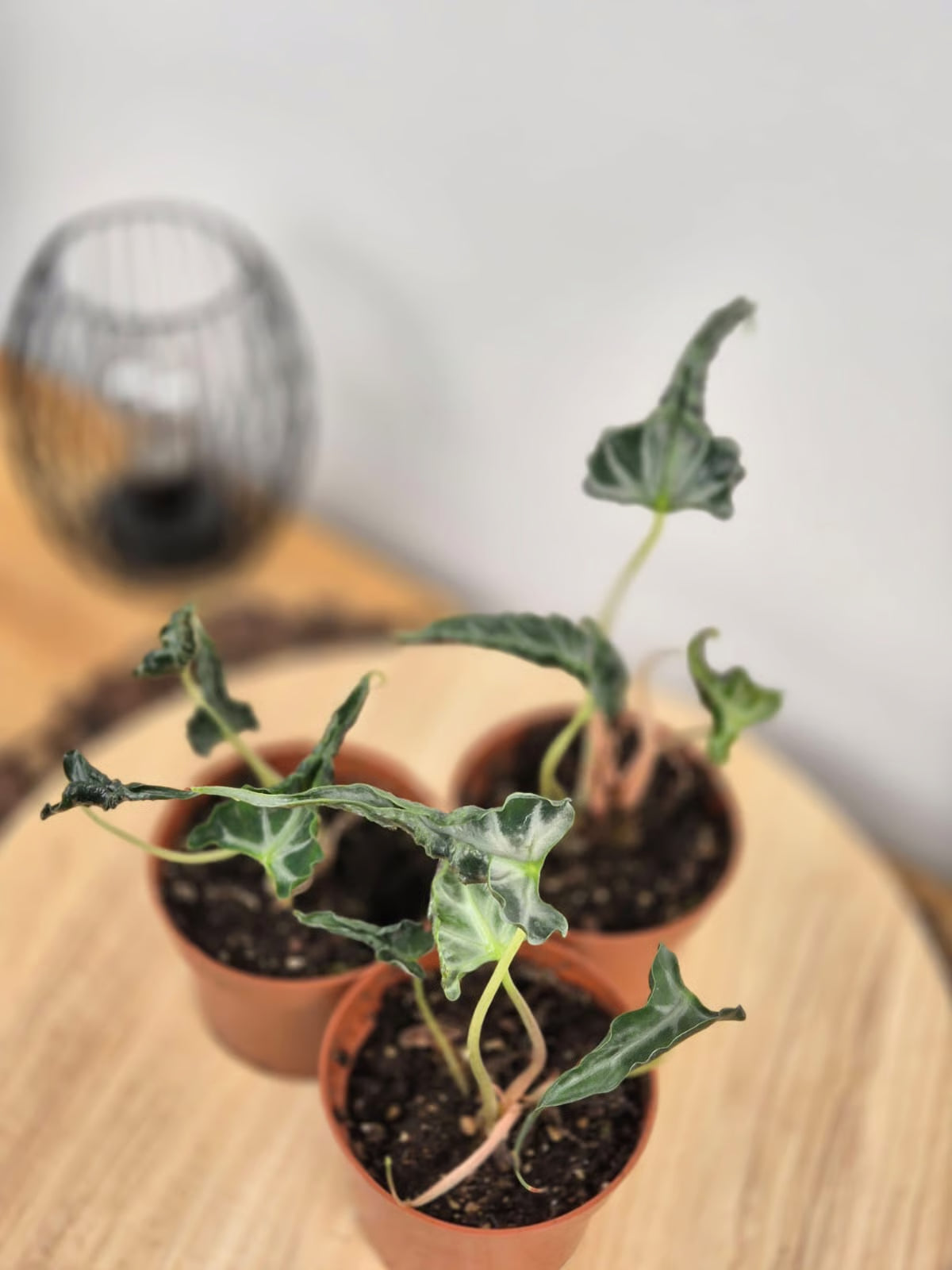 Alocasia 'Loco'