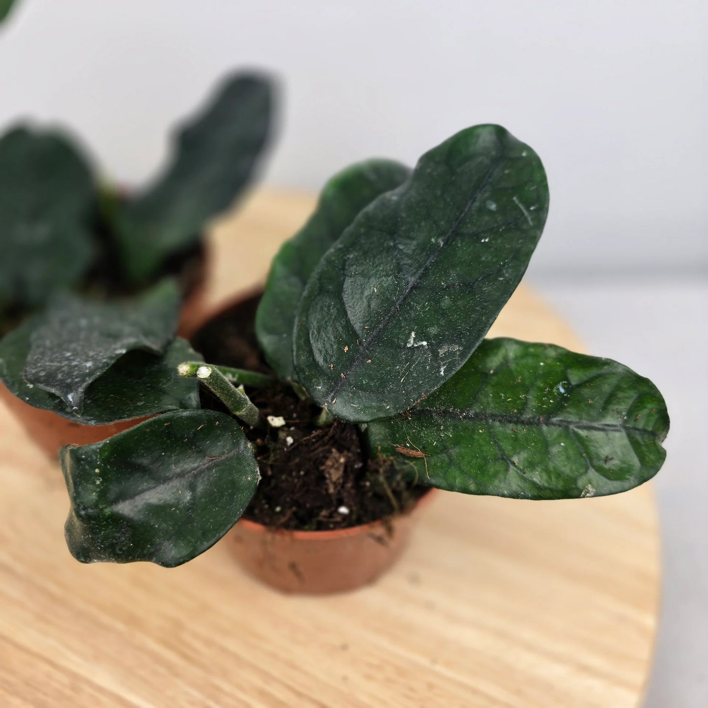 Hoya villosa (globulosa)