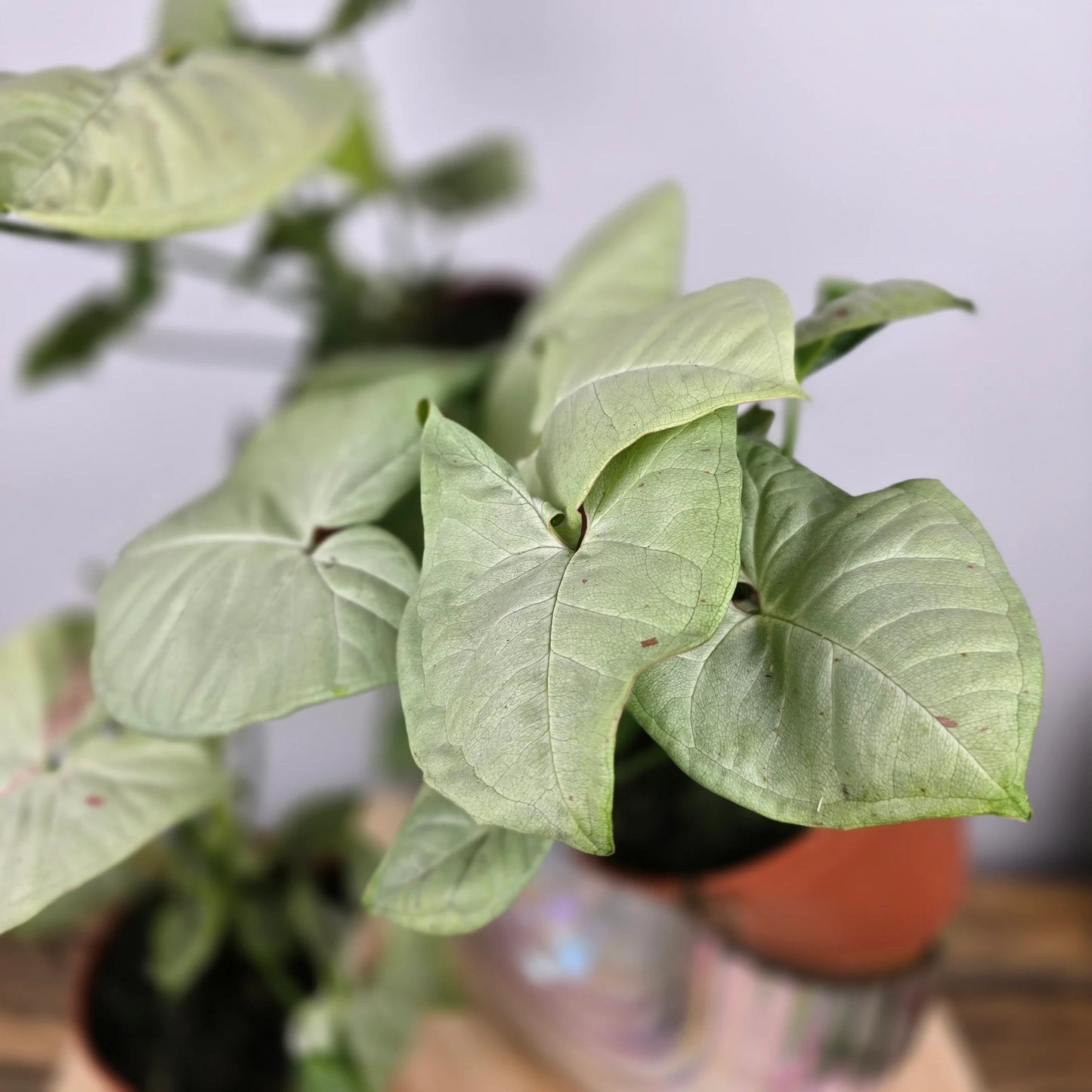 Syngonium 'Confetti'