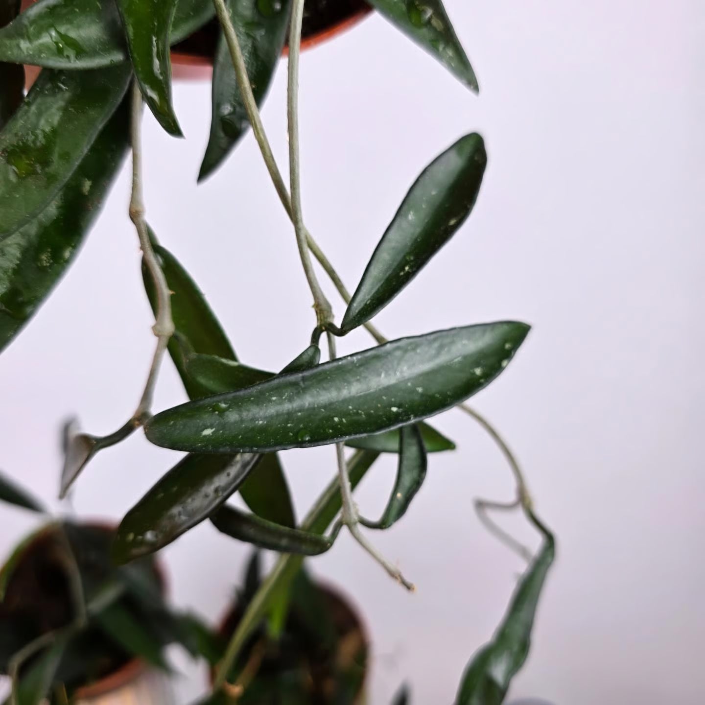 Hoya 'Minibelle'