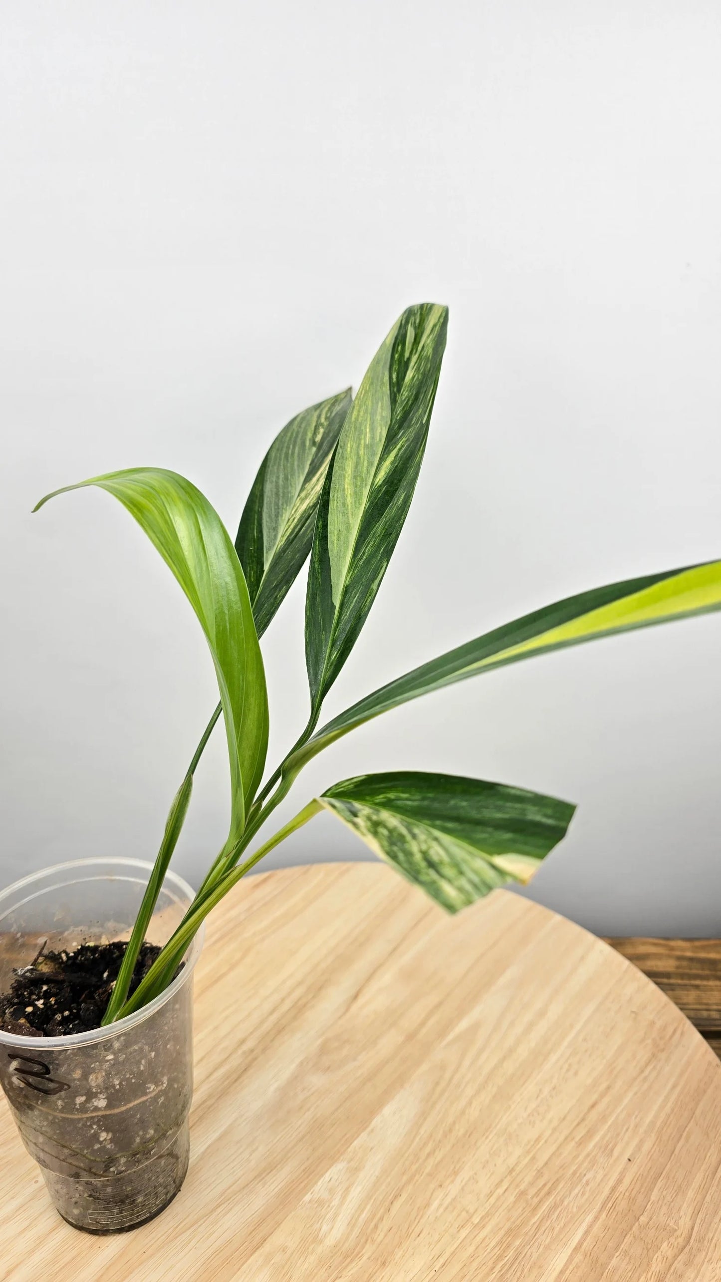 Epipremnum Amplissimum variegata