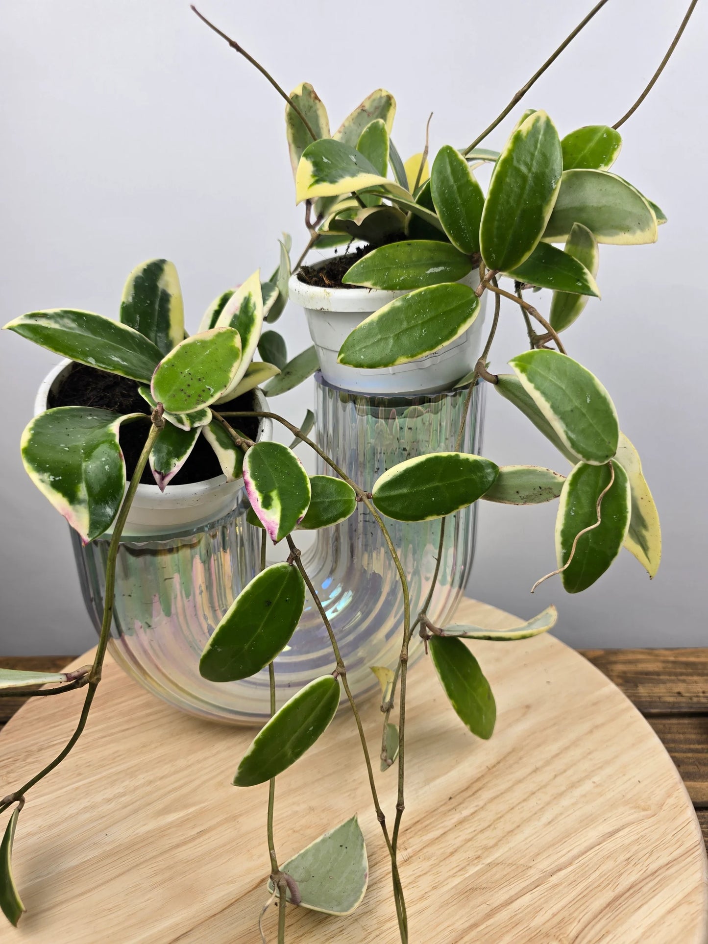 Hoya acuta 'variegata'