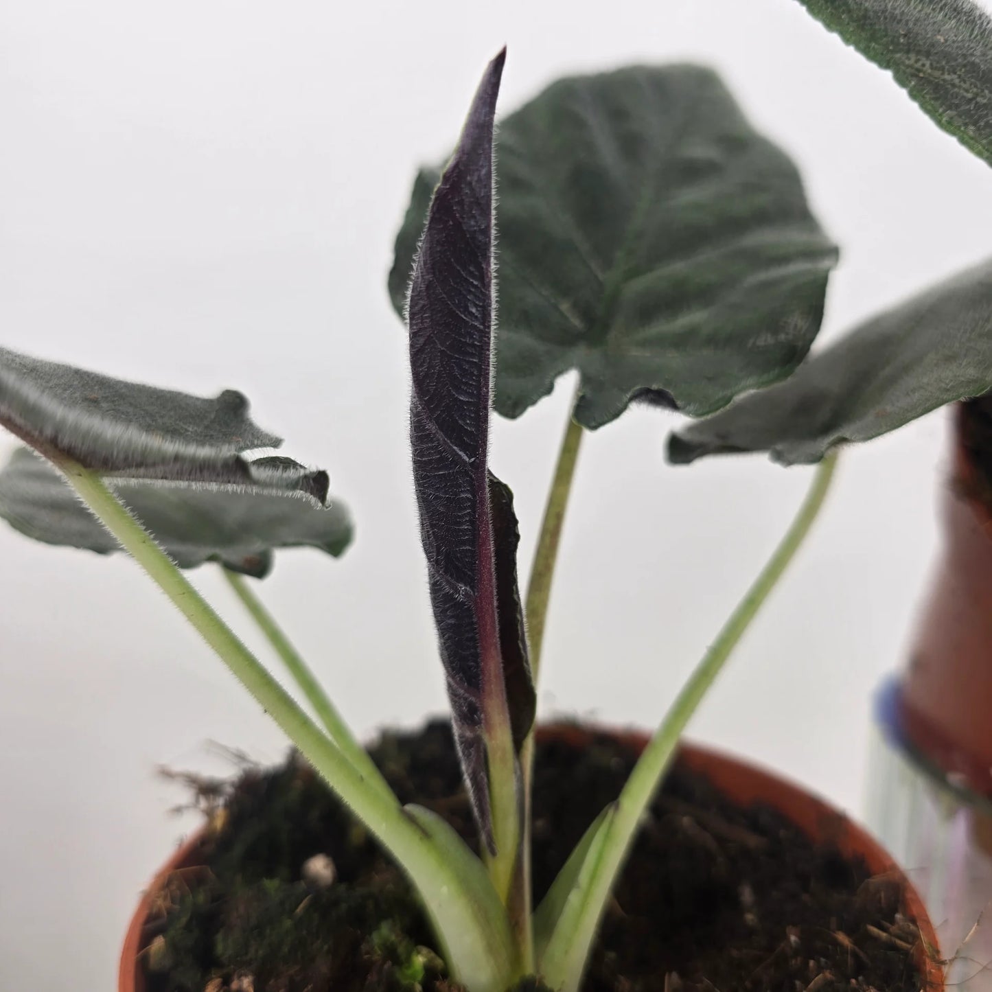 Alocasia 'Antoro Velvet'