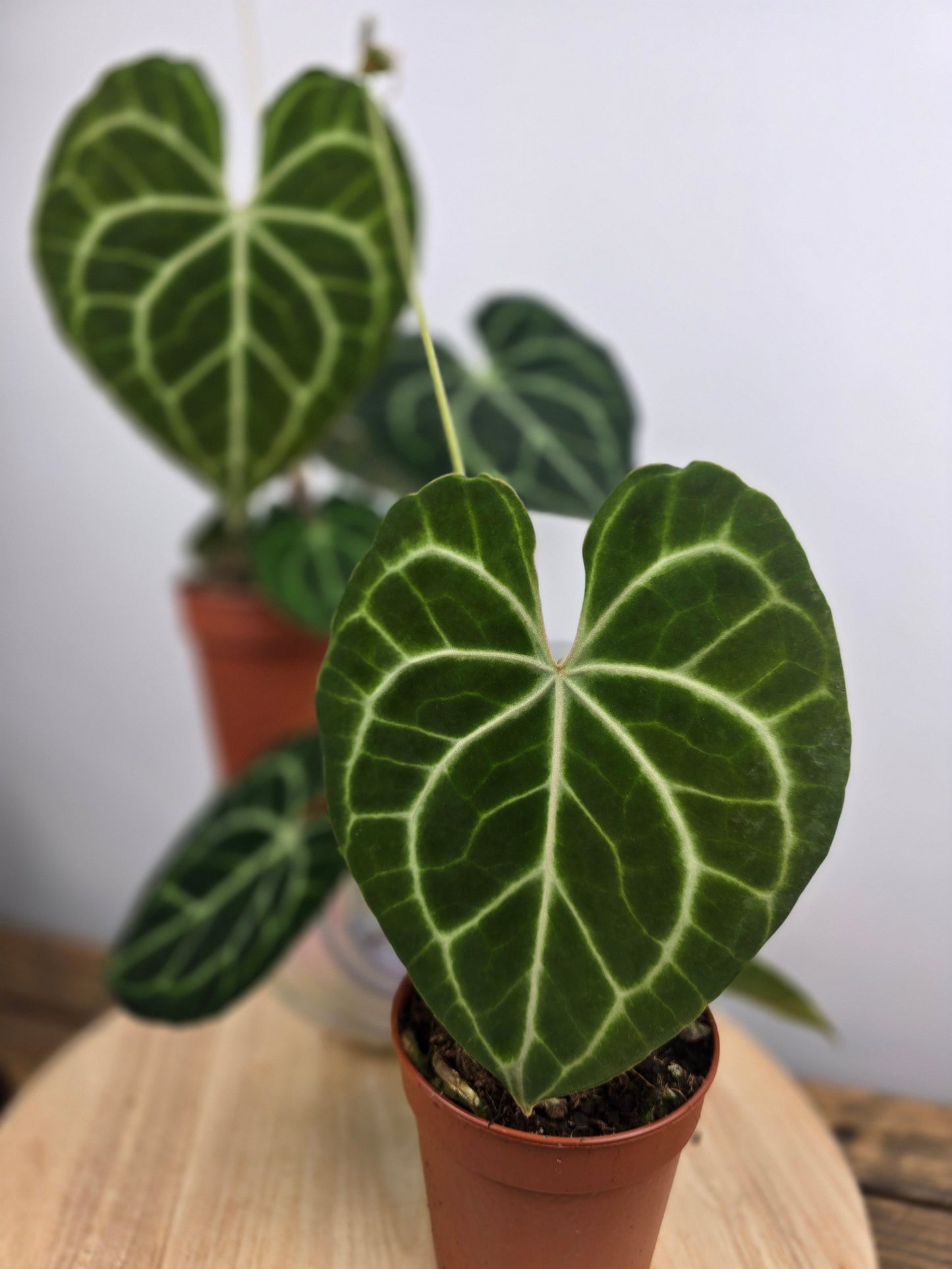 Anthurium clarinervium