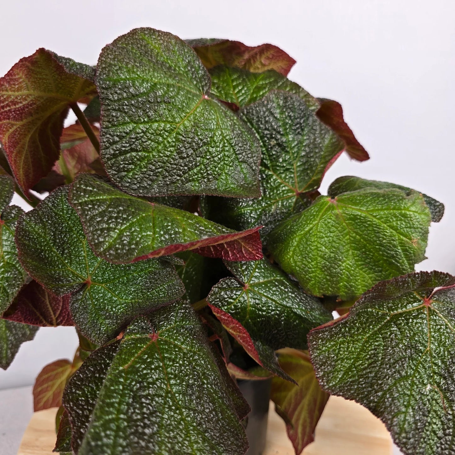 Begonia 'Boomer'