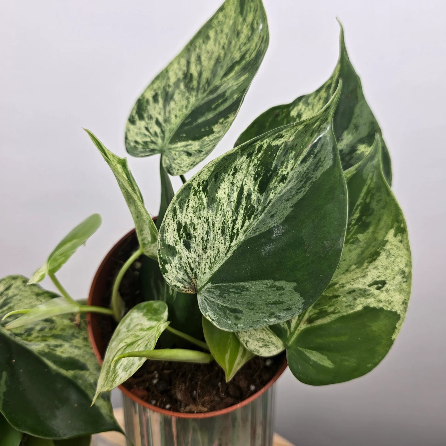 Philodendron hederaceum oxycardium 'Variegata'