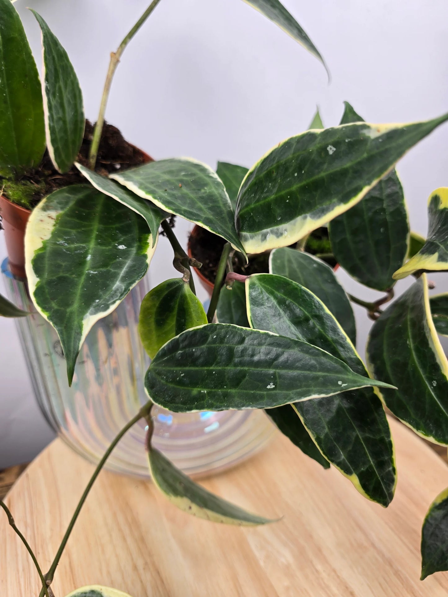 Hoya macrophylla variegata
