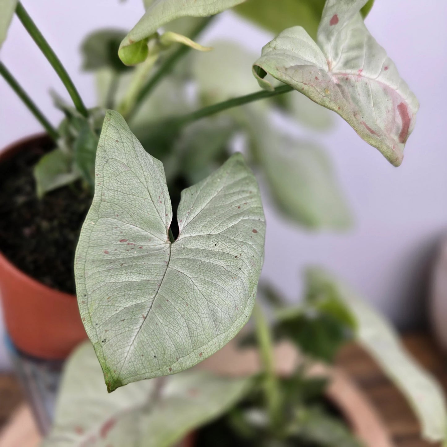 Syngonium 'Confetti'