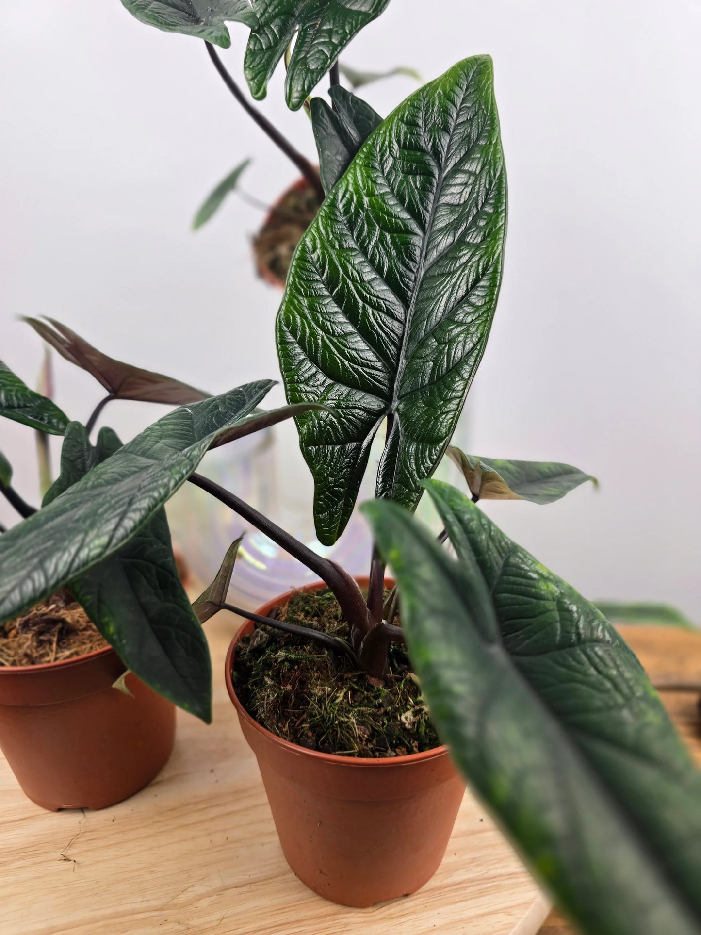 Alocasia Scalprum