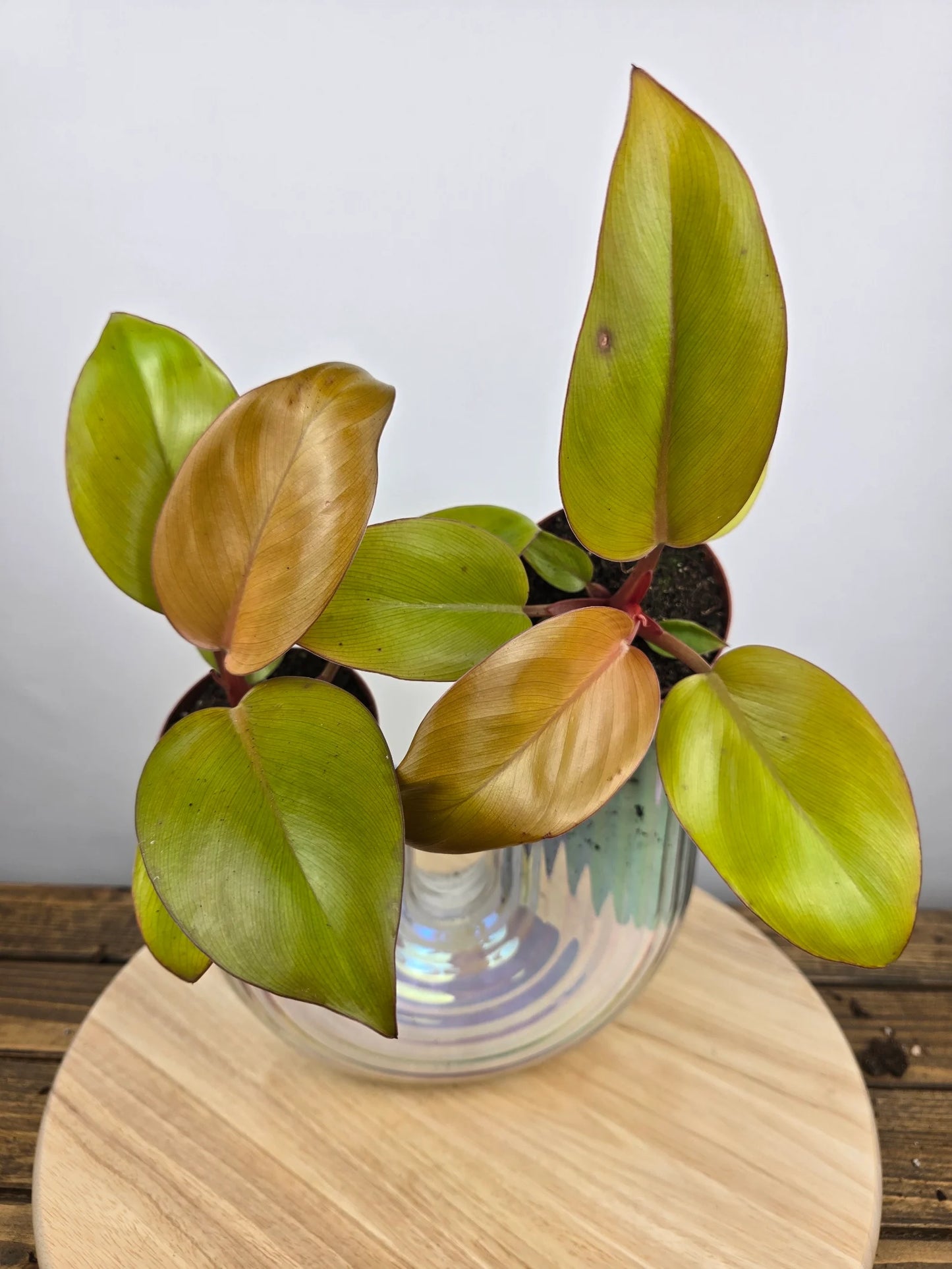 Philodendron 'Mars'