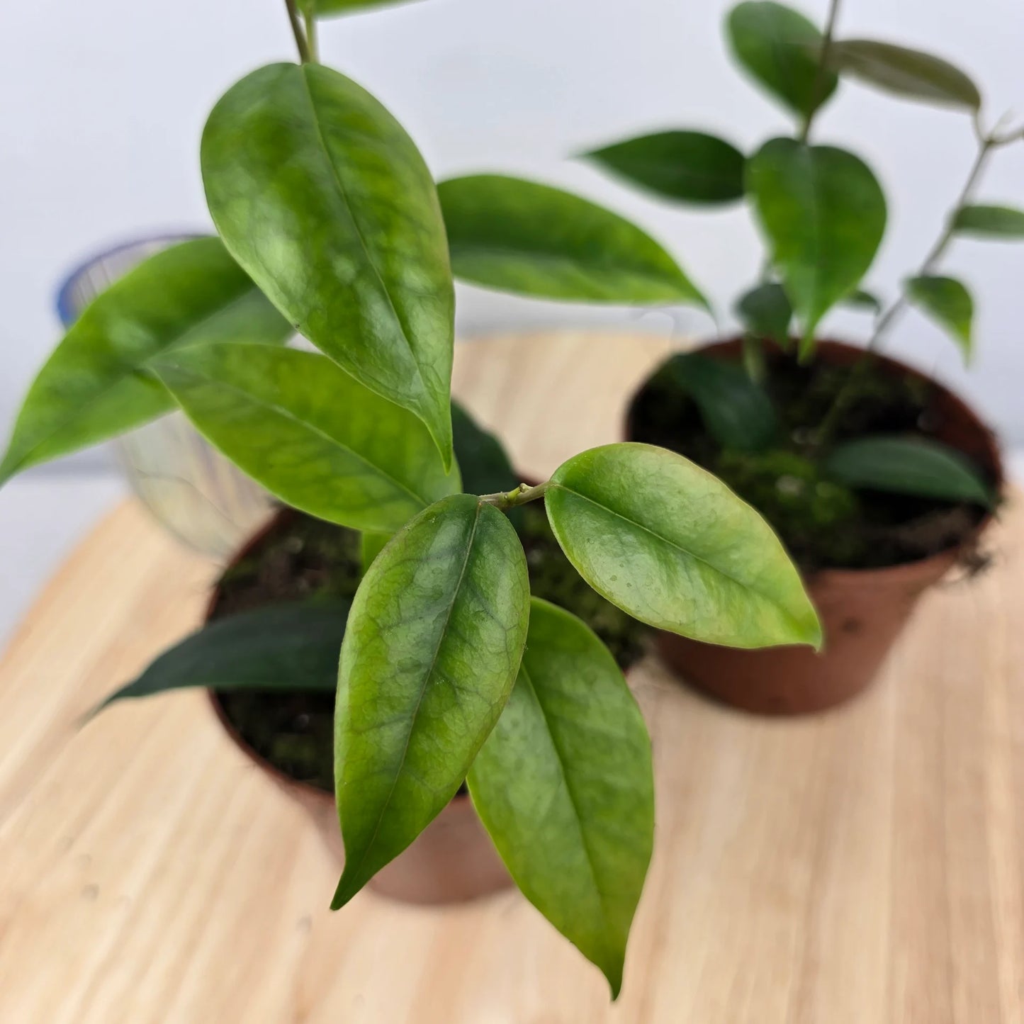 Hoya Paziae