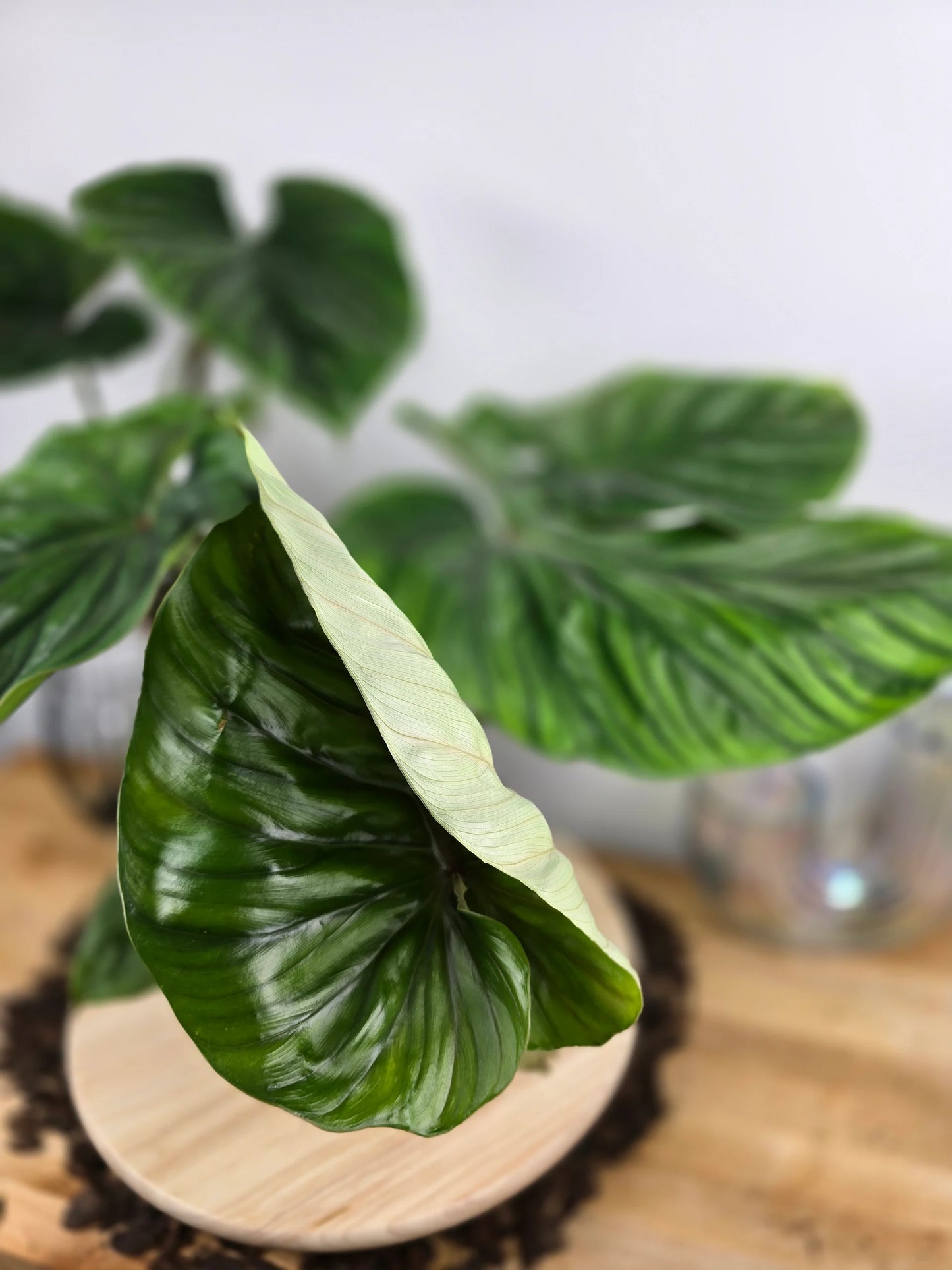 Philodendron plowmanii