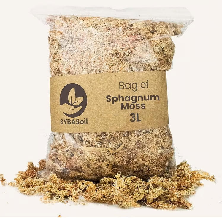 Sphagnum Moos