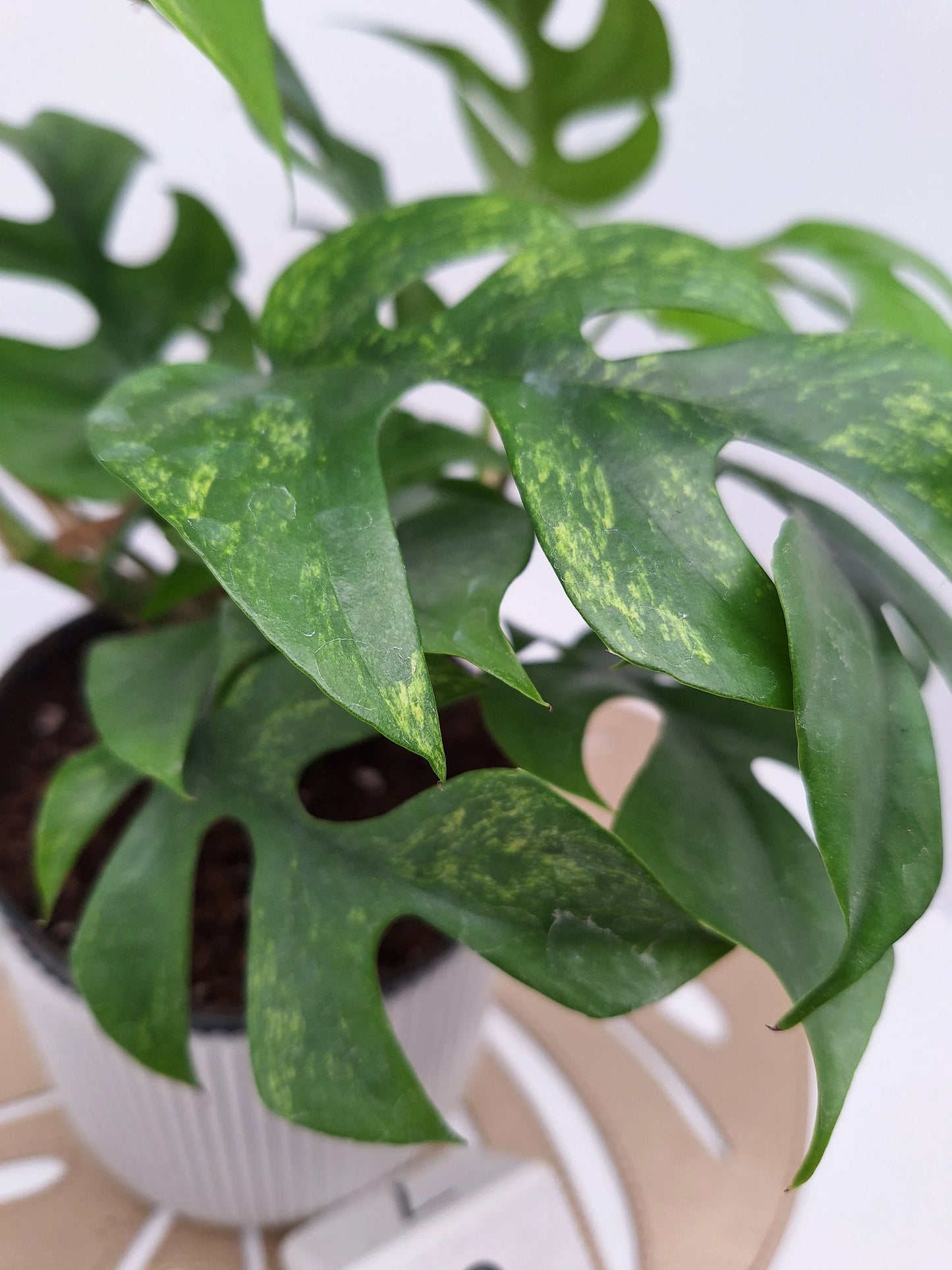 Rhaphidophora tetrasperma 'mint variegata'