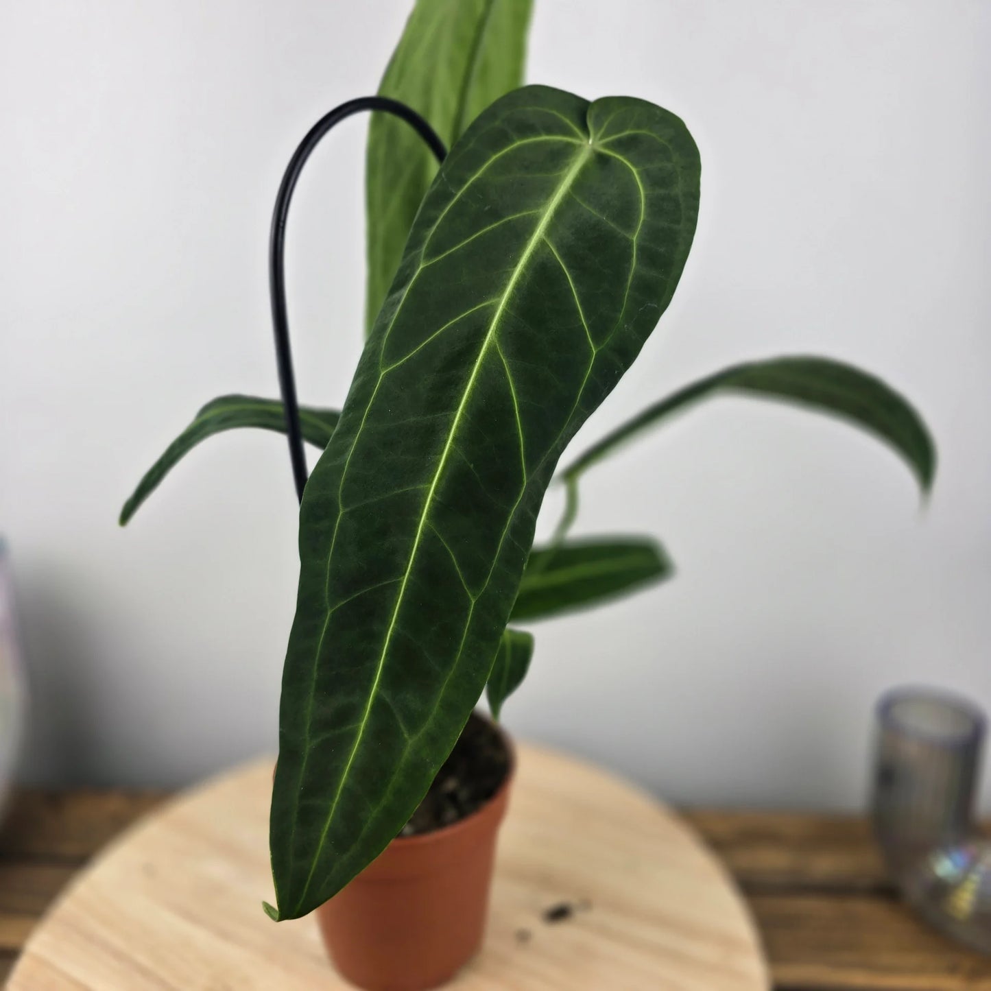 Anthurium warocqueanum 'L'