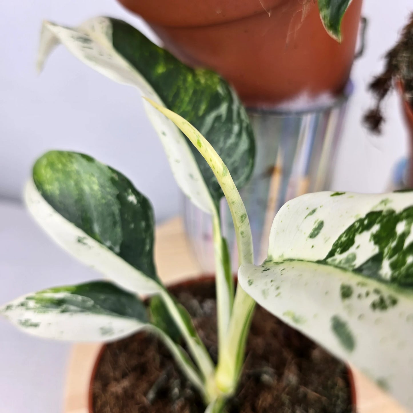 Rhaphidophora puberula 'Variegata'