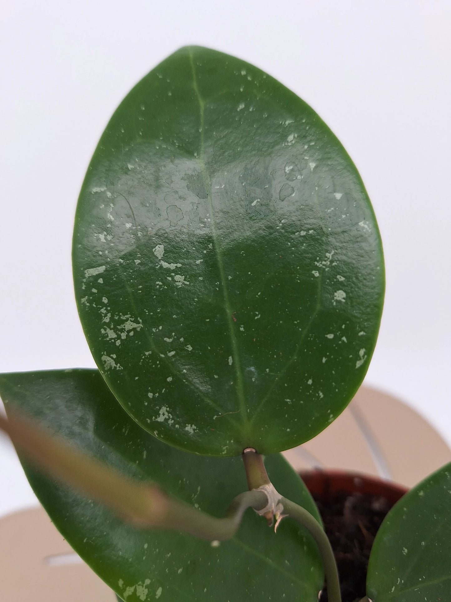 Hoya Parasitica 'Splash'