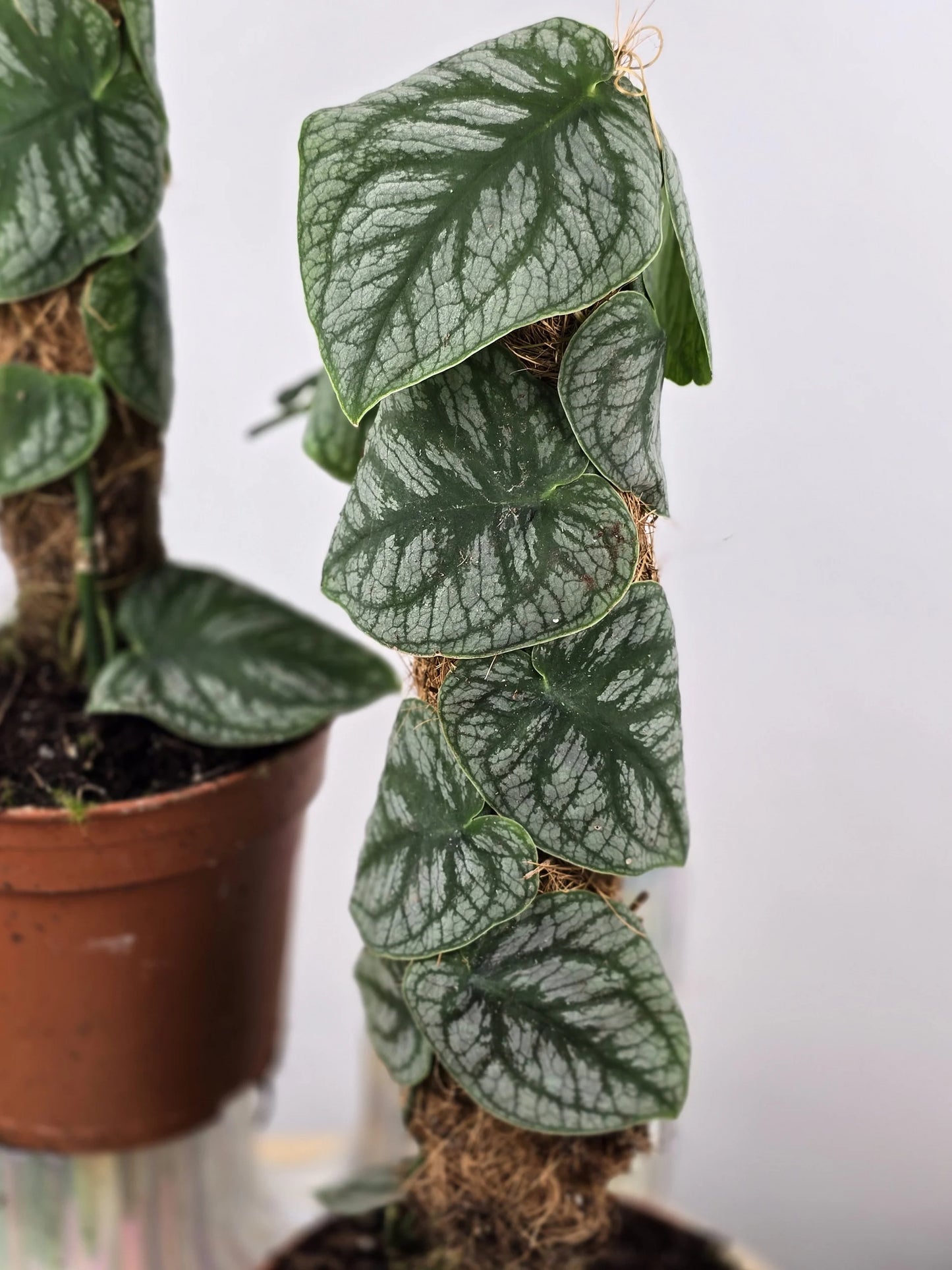 Monstera dubia