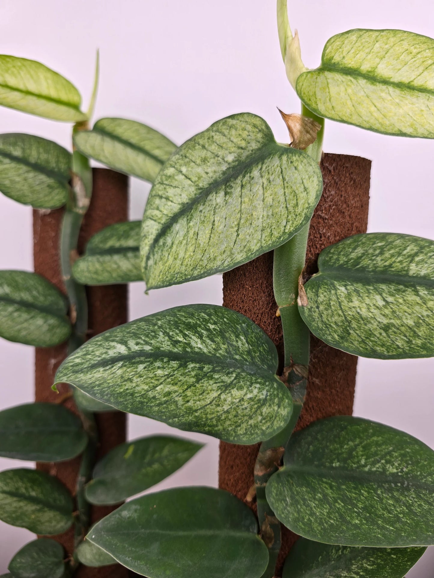 Rhaphidophora hongkongensis 'Variegata'