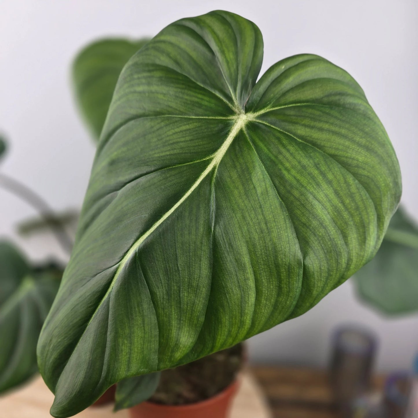 Philodendron Dean McDowell